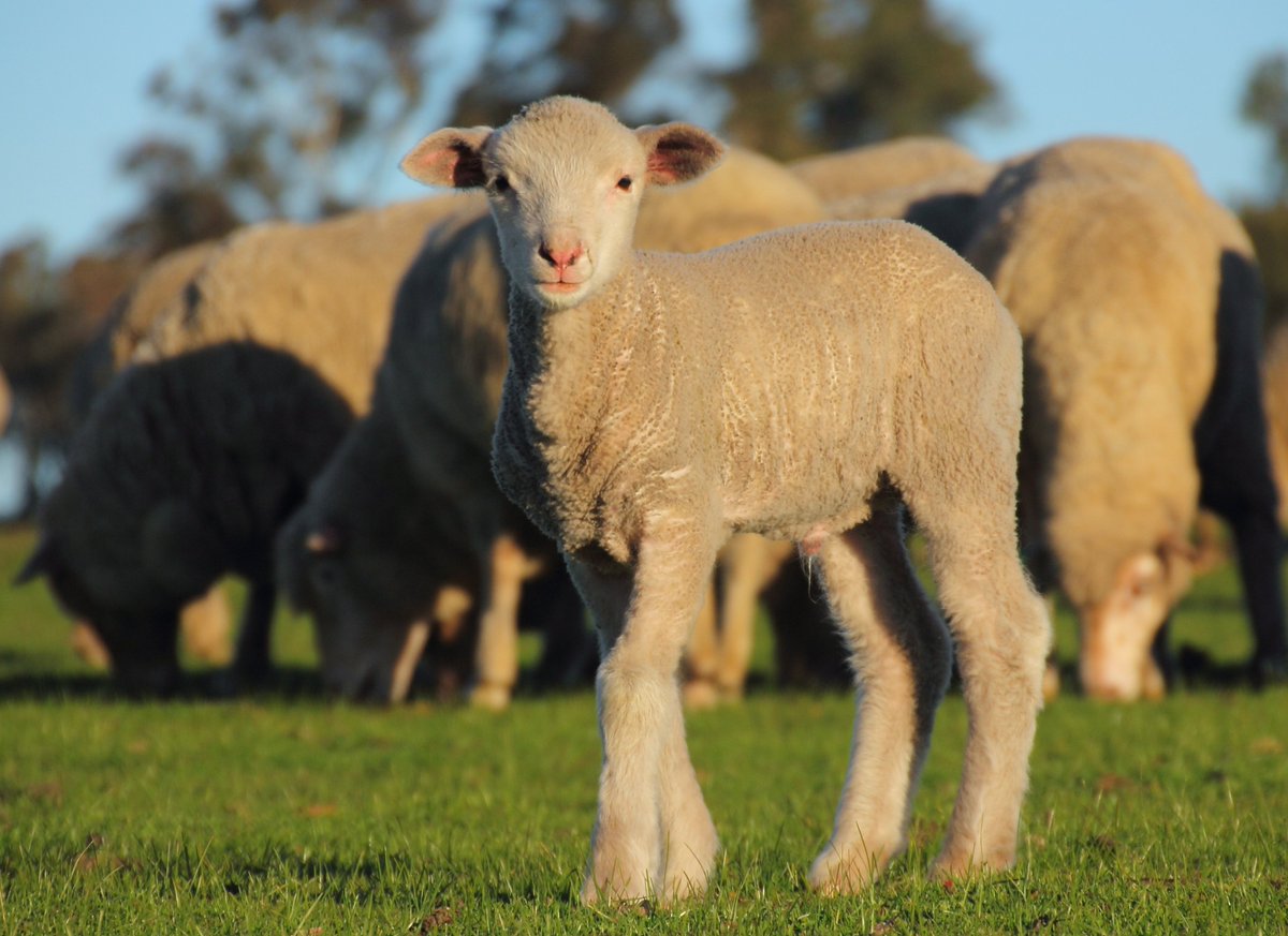 Sheep feeding #aginfocus