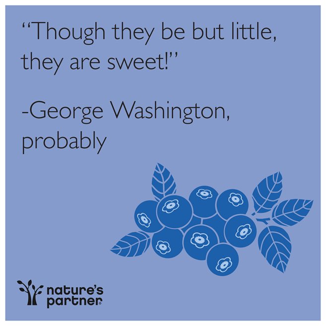 Did George Washington ever tell a lie?