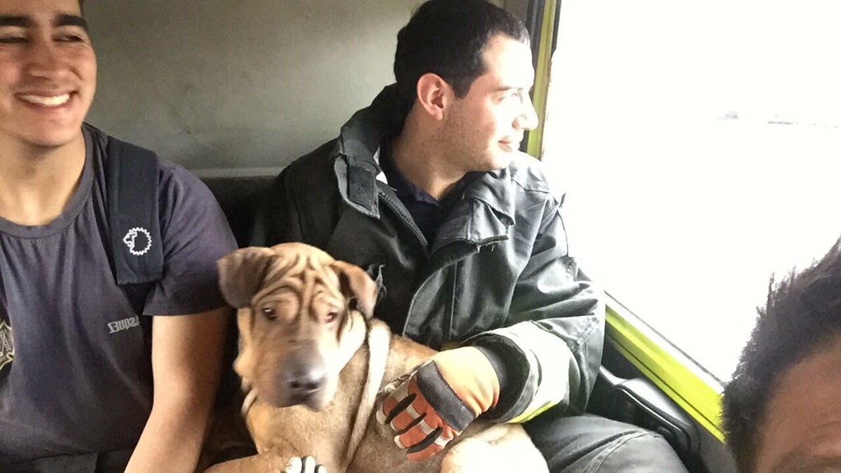 Durante esta tarde nos trasladamos hasta el sector del muelle Baron para rescatar a canino atrapado en roquerio, para posteriormente trasladarlo al cuartel y entregarlo al personal de <a href="/munivalpo/">munivalpo</a>