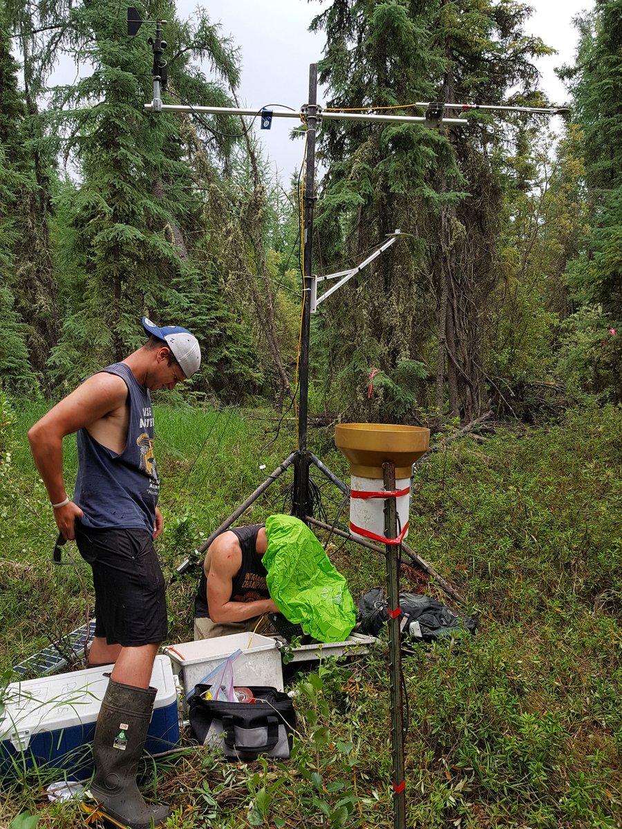Rain, mosquitoes and a new tower at #HeavenSwamp? with Adam Green, Rebecca Cameron and @e2kessel