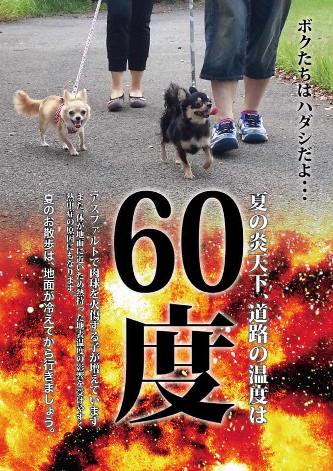 温度は60度！？炎天下の道路は鉄板の上と同じなので日中のペットの散歩は控えよう！