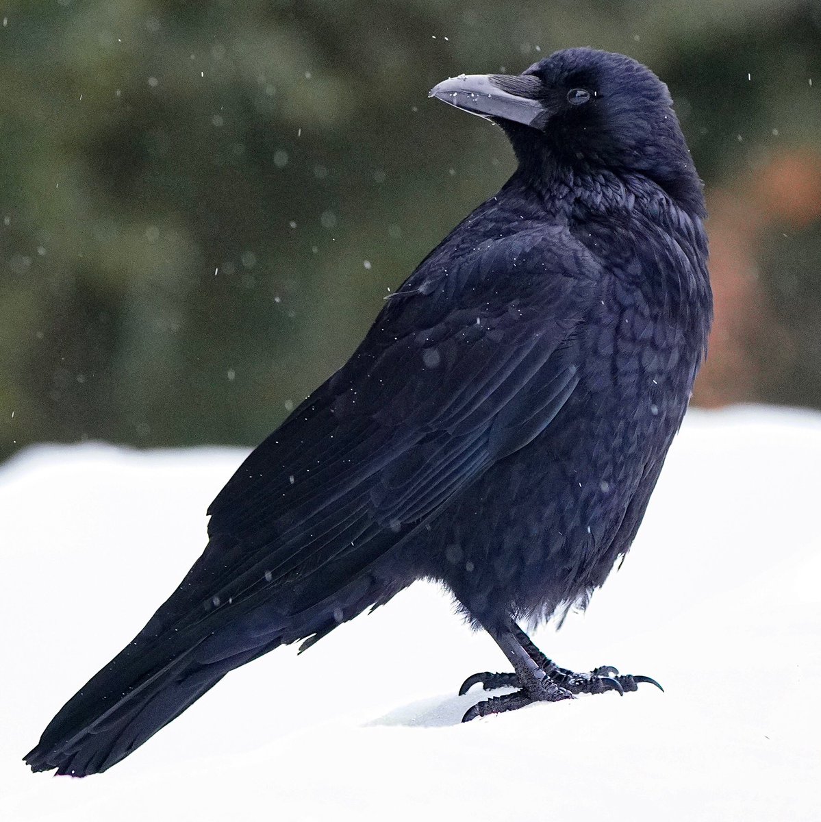 Satoru Shimizu Carrion Crow ハシボソガラスくん カラスは高画質にリアルに撮るよりも イラストっぽく撮る方が絵になるような気がします Iso 6400 187mm 0 7 Ev ƒ 5 6 1 500 Sony Fe 100 400mm F4 5 5 6 Oss Sony riii T Co