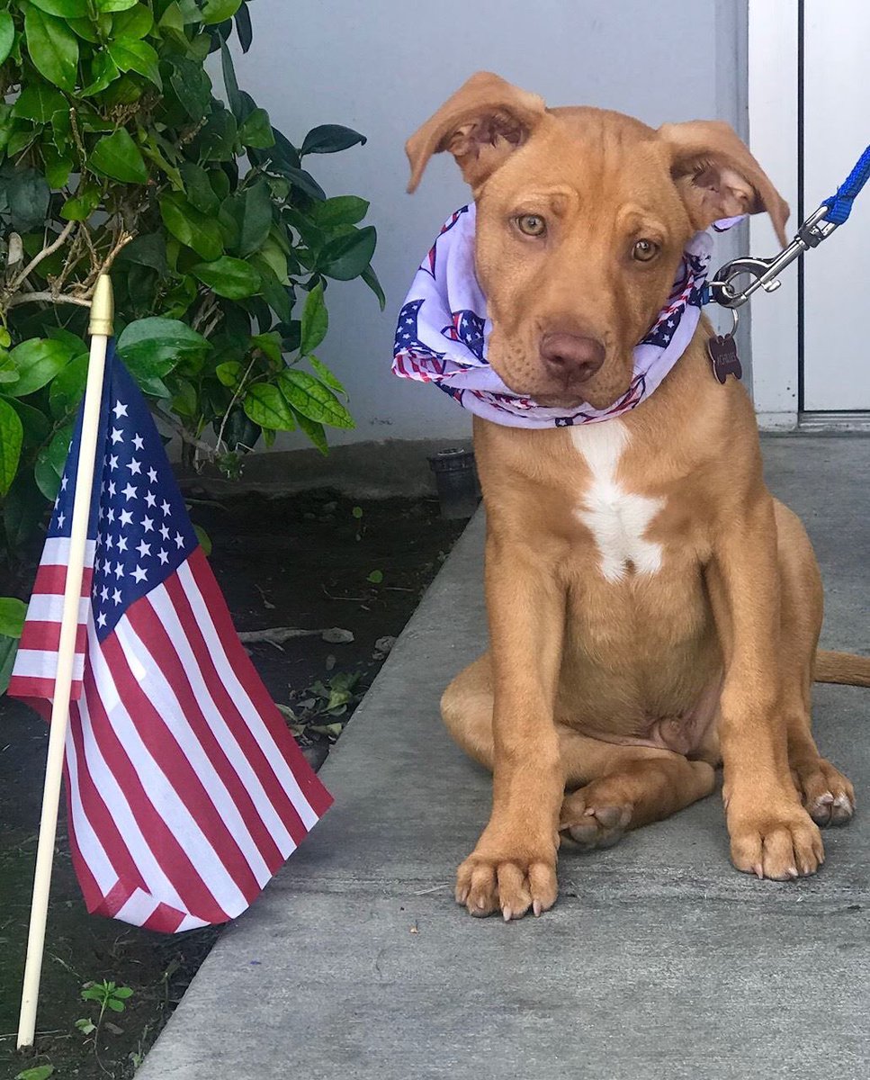 PetRescuePDG's tweet photo. ADOPTED! ❤️🐾ACHILLES our handsome boy has been adopted! We are happy he found his forever home. He will be living a great life with his new daddy! Good Luck Achilles and we will miss your beautiful eyes. ❤️🐾💋 #nkla #rescuedog #adoptdontshop #labpit https://t.co/6hsz36IY0H