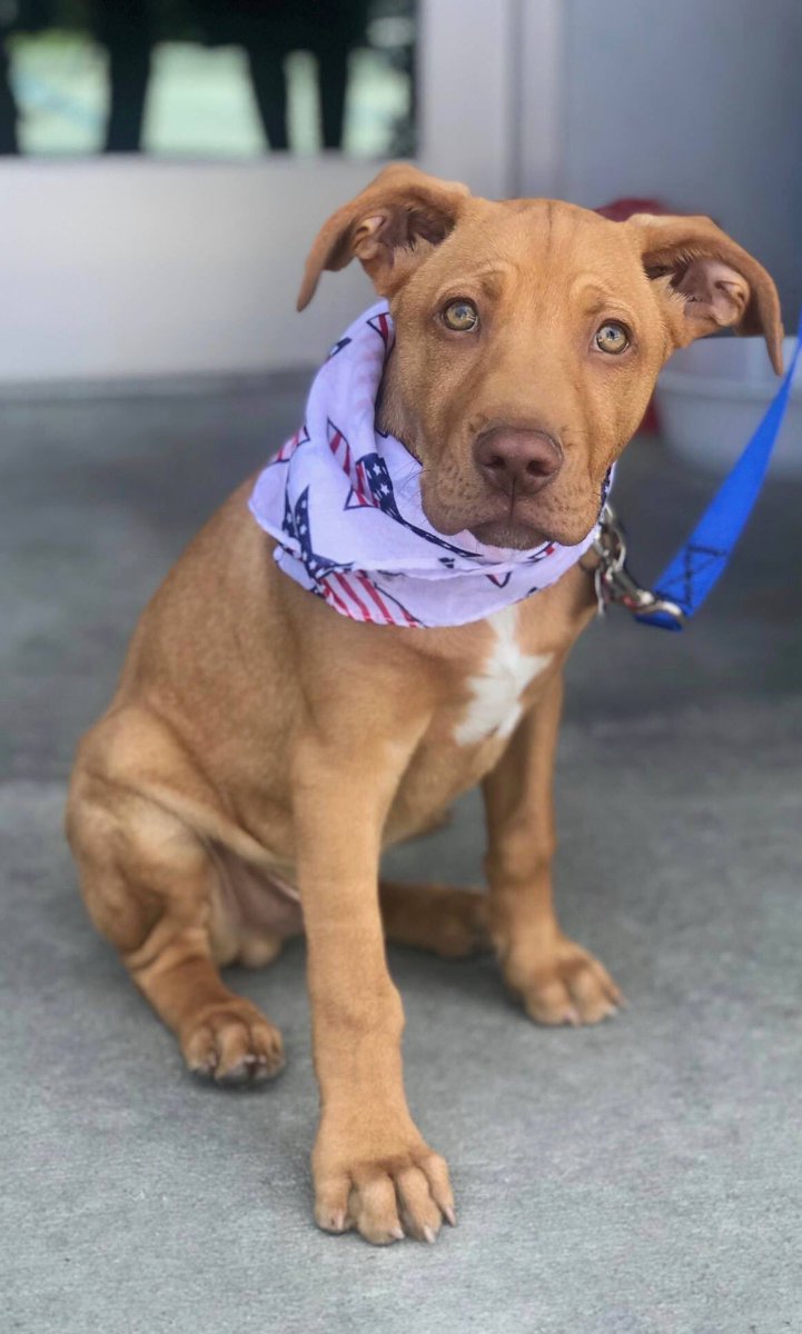 PetRescuePDG's tweet photo. ADOPTED! ❤️🐾ACHILLES our handsome boy has been adopted! We are happy he found his forever home. He will be living a great life with his new daddy! Good Luck Achilles and we will miss your beautiful eyes. ❤️🐾💋 #nkla #rescuedog #adoptdontshop #labpit https://t.co/6hsz36IY0H