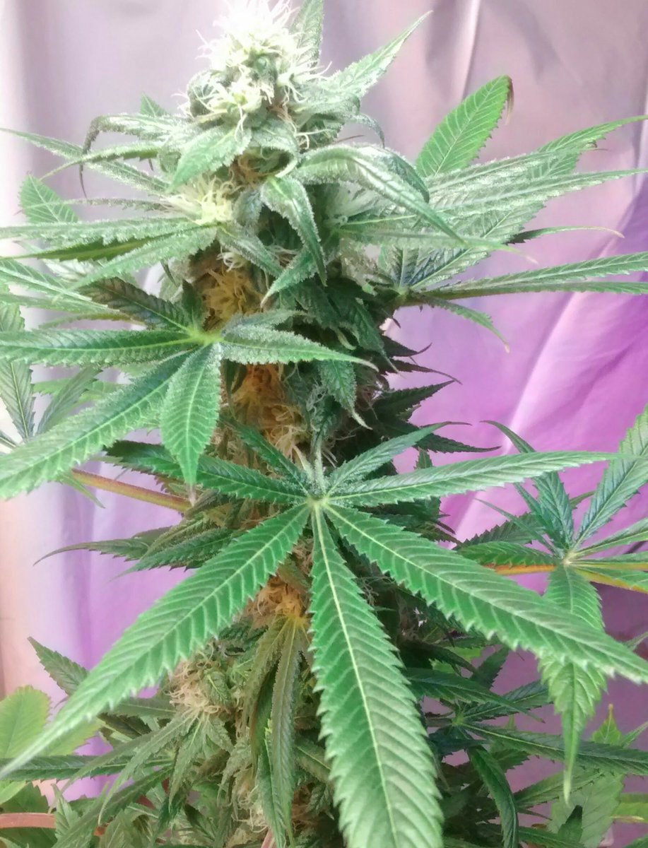 ManGenetics's tweet photo. Track Star  @realmedicineMI  @cannaworldsite  @EmeraldZoo  She stacks and stacks on stacks  ./.  @RobbinsGroupLLC  @Hippie_of_Love  @CLyK76 https://t.co/G36pFrN6TG