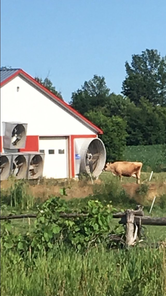SmithDarryls's tweet photo. The ultimate fresh air seeking behaviour lol. Cows are awesome ! #Purinaproactiv https://t.co/lwWd0qKsN2