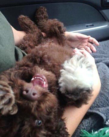 nil_in_thought's tweet photo. #tbt 🐶 this little monster when we first got him - ain’t he just the cutest! #dogsofinstagram #puppy #puppup #bowser #lagotto #dog #monster https://t.co/Zpkj7erugQ https://t.co/W8Ce4OZPmV