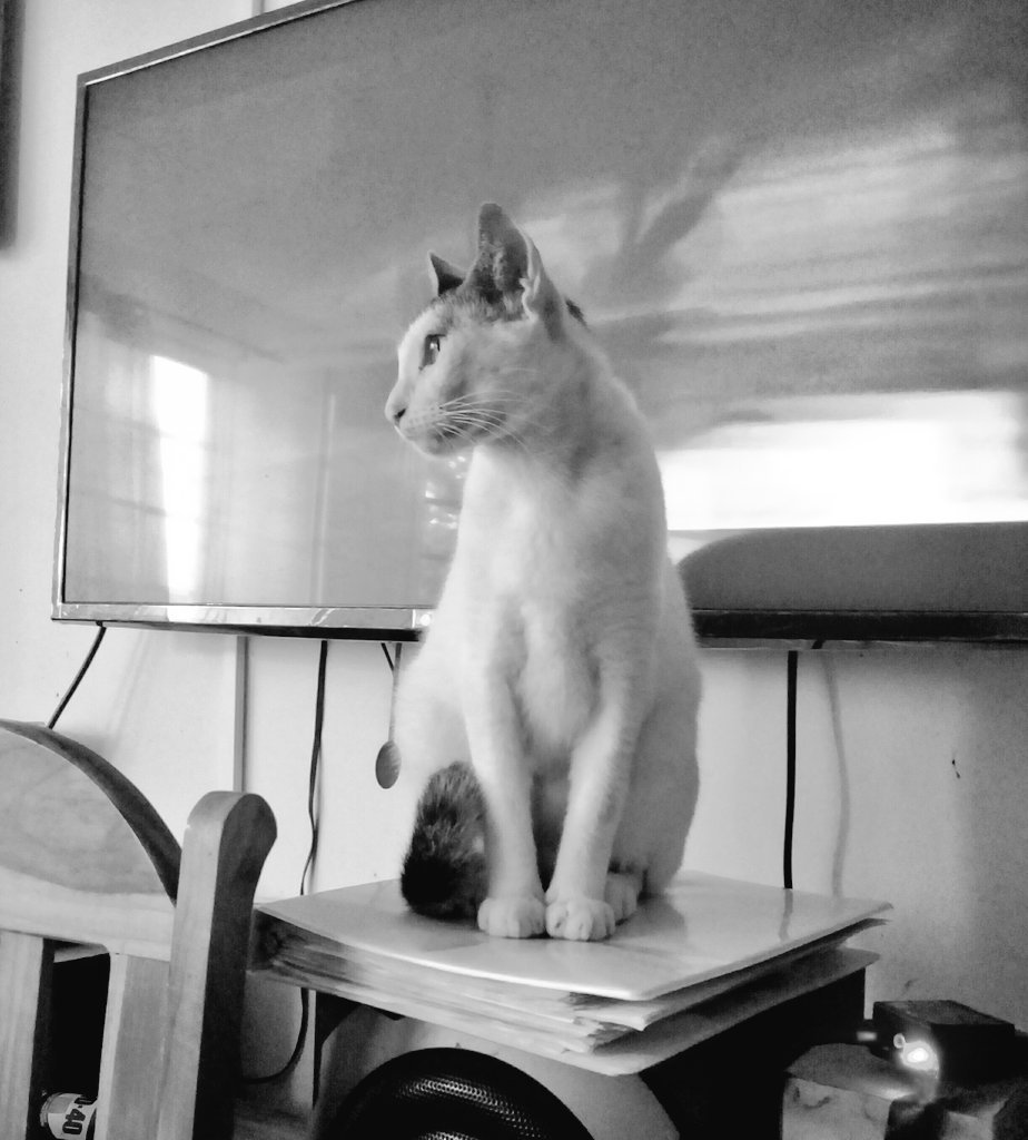 itzelita0204's tweet image. #Labai 🐈