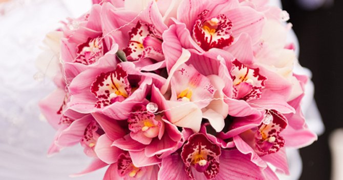"Orchids are the soldier disguised in an elegant and delicate uniform, but they are known to last for quite some time. Up to three weeks!" ow.ly/NQSC30jTvWa #freshflowers #flowers #cutflowers <a href="/abetterflorist/">A Better Florist</a>
