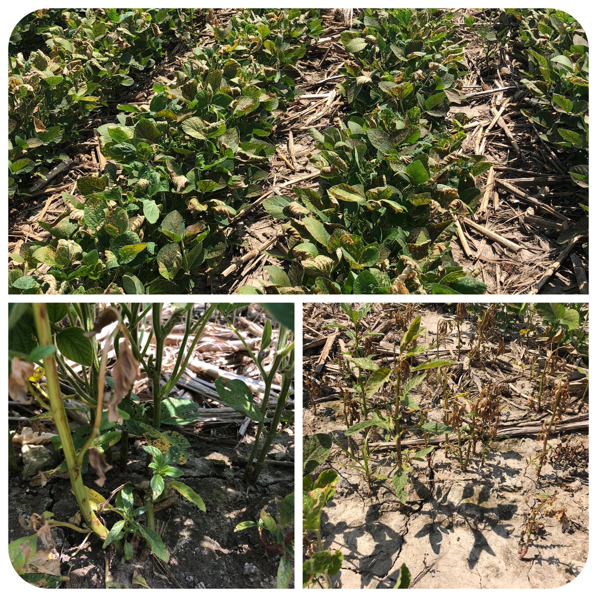 Ryan Bates tweet media