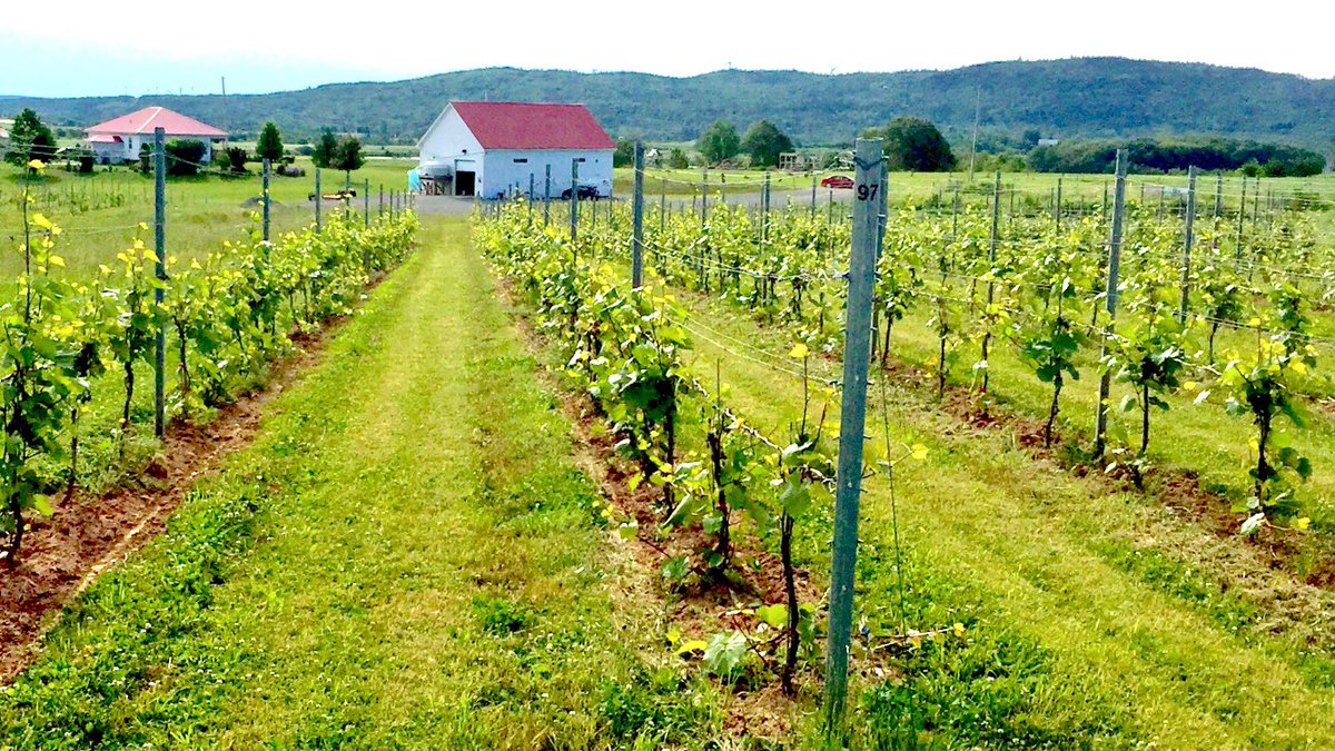 Vines on the road to recovery 5 weeks after historic freeze (left) at #johnstonvineyards. No grapes and delayed growth (right) but looking good for next year! @HeartDocSharon @WinesofNS @brightlighter1