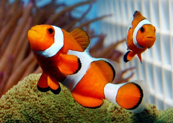 1ok's tweet image. Swim with the ones you love