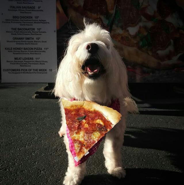 crustwoodfire's tweet photo. Trade your pup for a slice 😊 https://t.co/uT30hB8eBP