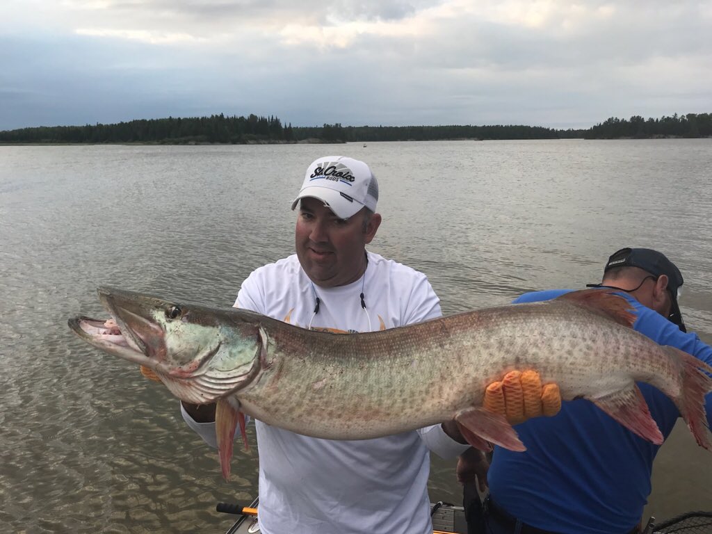 Merkel's Camp (@merkelscamp) on Twitter photo #wabigoon #musky. Another happy guest with a 48”. <a href="/muskyhuntermike/">Mike</a> @MuskyHunterMag <a href="/ShowYourCatch/">Show Your Catch</a> @MarTeaseLures <a href="/fishingjimmy/">Jimmy Nielsen</a> #wabigoon #musky. Another happy guest with a 48”. <a href="/muskyhuntermike/">Mike</a> @MuskyHunterMag <a href="/ShowYourCatch/">Show Your Catch</a> @MarTeaseLures <a href="/fishingjimmy/">Jimmy Nielsen</a>