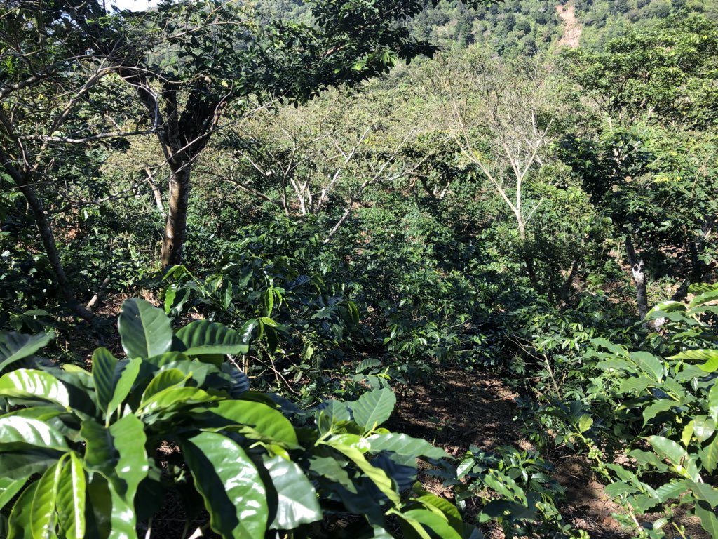 Kapel Farms tweet media