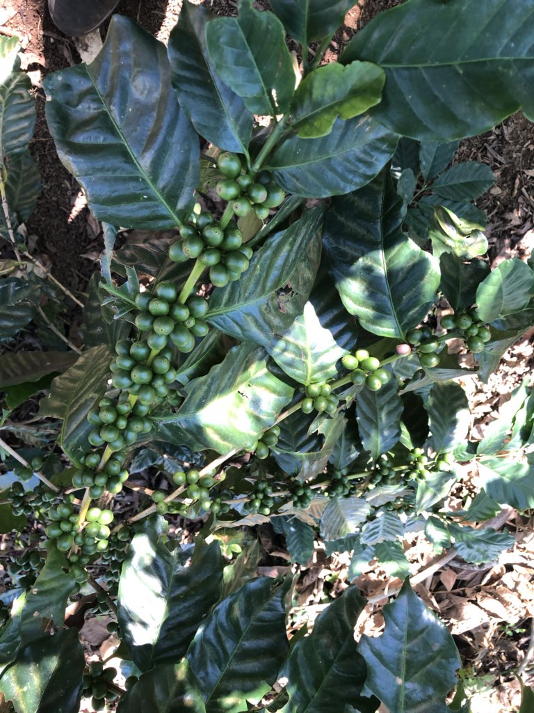 Kapel Farms tweet media