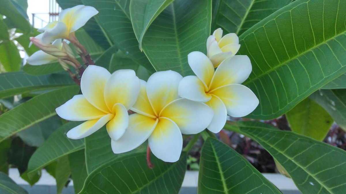 JardinierLay's tweet photo. I have an egg.
I have a flower.
Egg+ flower＝Plumeria
#flowers https://t.co/PwPVKaImo7