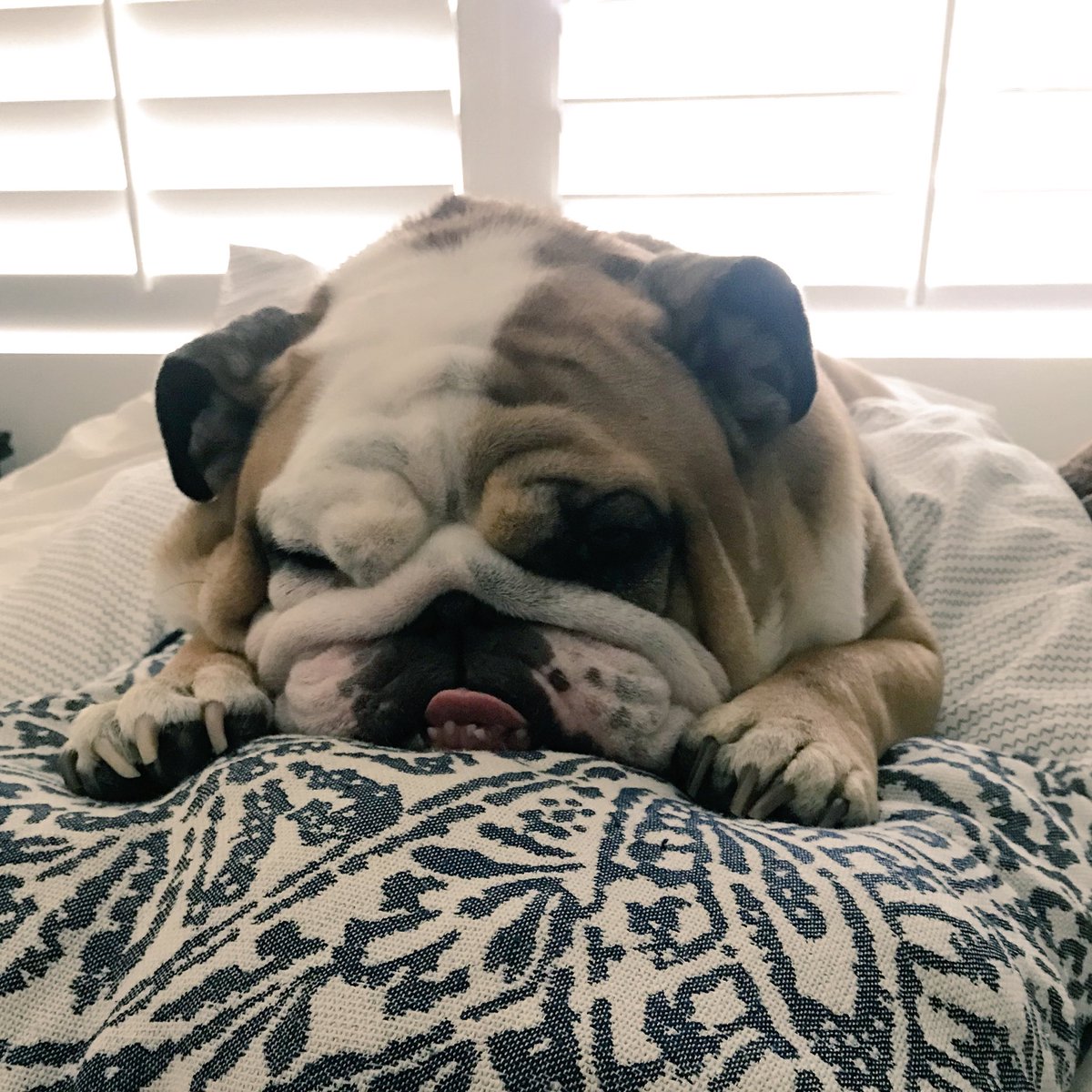 lord_roscoe's tweet photo. Tomorrow may be Friday, but itโs still HOT. Iโve been inside ALL week & I am OVER it. Get me my egg & letโs get outside. #wheniswinter https://t.co/3uMoPtRSSK