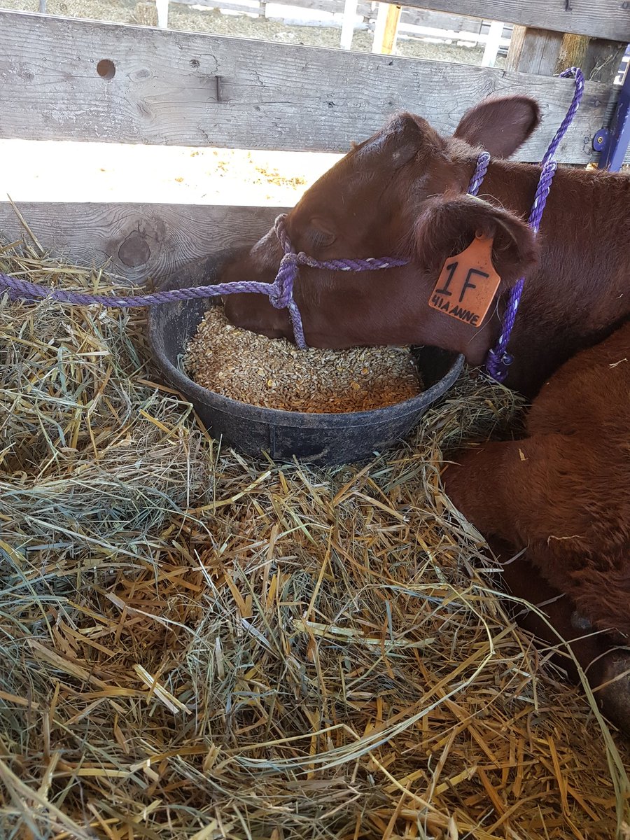 upthecreekcattl's tweet photo. The freshest feed around couldn't convince Donna to stand up to eat. I guess being a show heifer is a hard lifestyle!!! #tootiredtostand #musteat https://t.co/YEvsOkehMA
