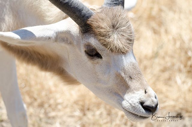LieningBeau's tweet photo. Addax #SafariWest #photography #photographyislife #photographylover #justgoshoot #xposuremag #animal_captures #animal_fanatics #wildlifephotography #wildlifephoto #wildlifelovers #natgeowild #natgeo #natgeowildlife #wildlifeperfection @natgeo @natgeowild … https://t.co/JvqHWrVh9j