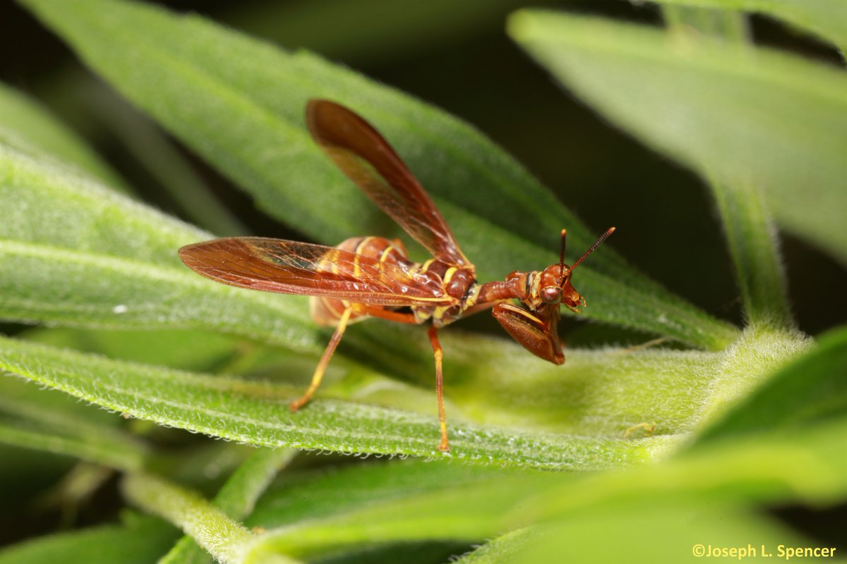 talkingrootworm's tweet image. I would be lying if I said I wasn’t really excited to see a #mantidfly this evening! This is, #Climaciella brunnea, which mimics a Polistes wasp.  Inhabitants of old fields &amp;amp; etc. These are predatory on small insects &amp;amp; even eat other mantidflies, but  also consume nectar/sap.