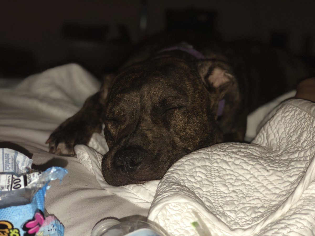 CatherineParbel's tweet photo. I’m literally so obsessed with my dogs. I have no idea what I would do without them 😫😍💕 https://t.co/wF5Dqsf7IW
