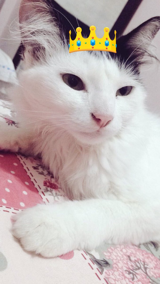 flashrpoint's tweet image. amor da minha vida todinhaaaa