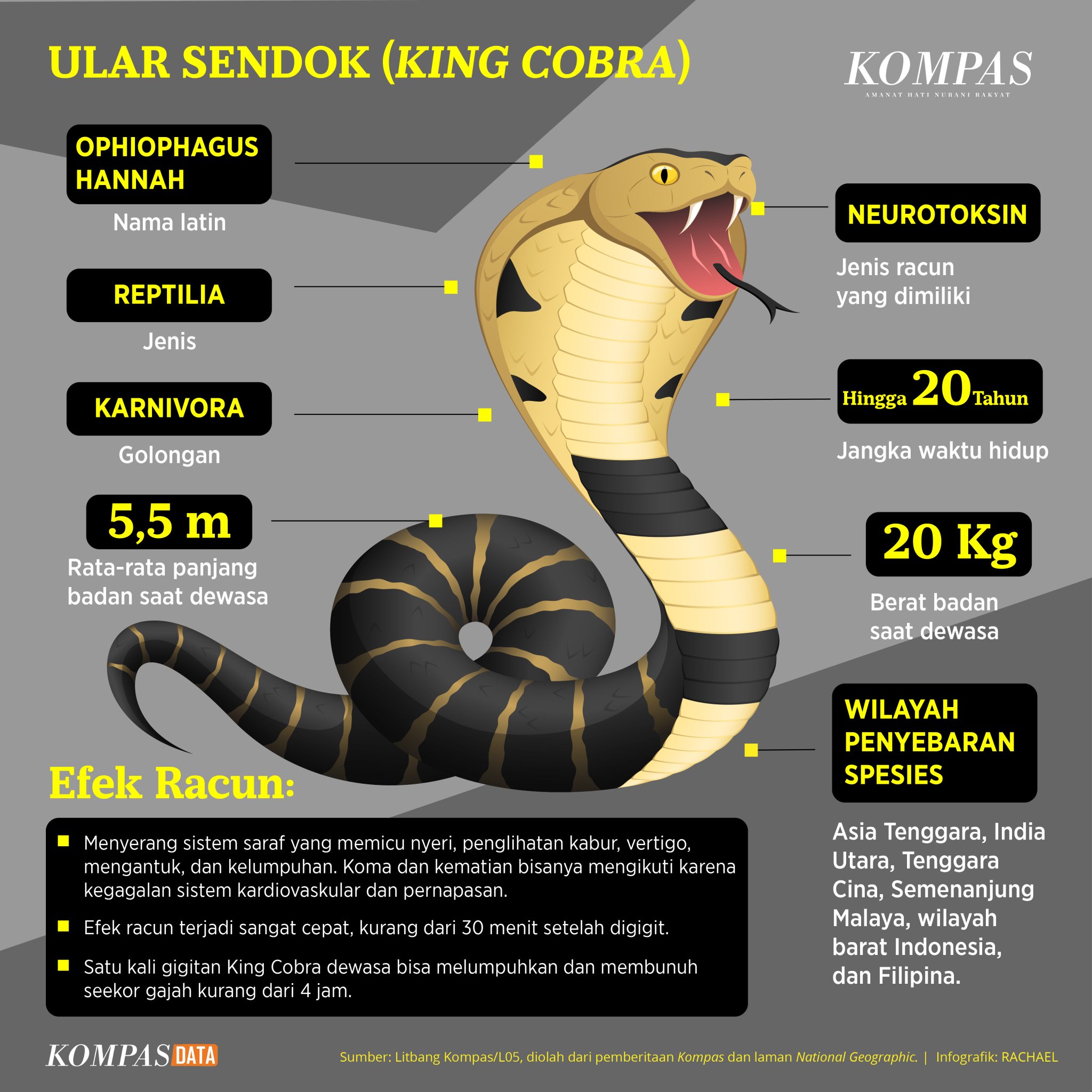 Efek racun ular sendok atau Kobra