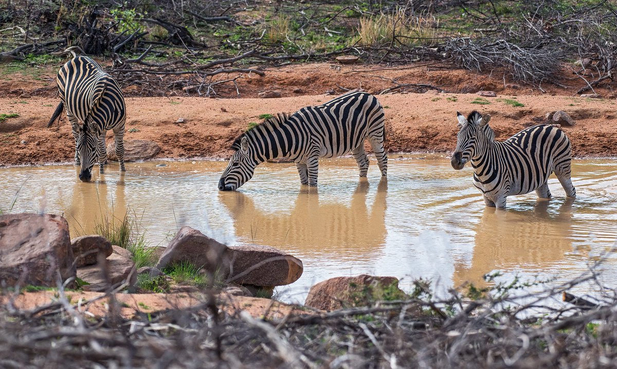 kaingo_reserve's tweet photo. Feeling like staying in your pajamas all day this winter? These guys  never take theirs off! The unique stripes of zebras make them one of the  animals most familiar to people. #KaingoFact: Stripes on zebras are like human fingerprints; each one is unique. #KaingoWildlife https://t.co/iReRbktpZy