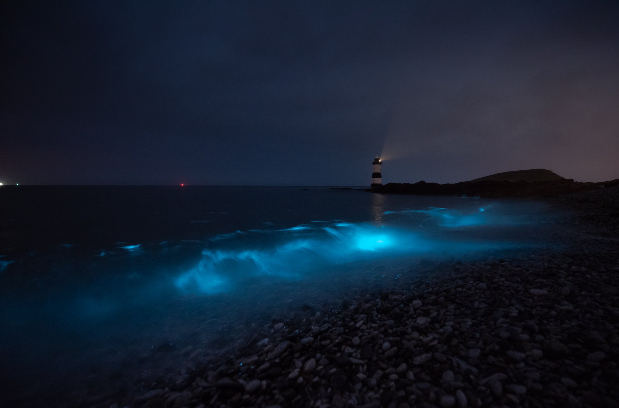 Балаклава море планктон