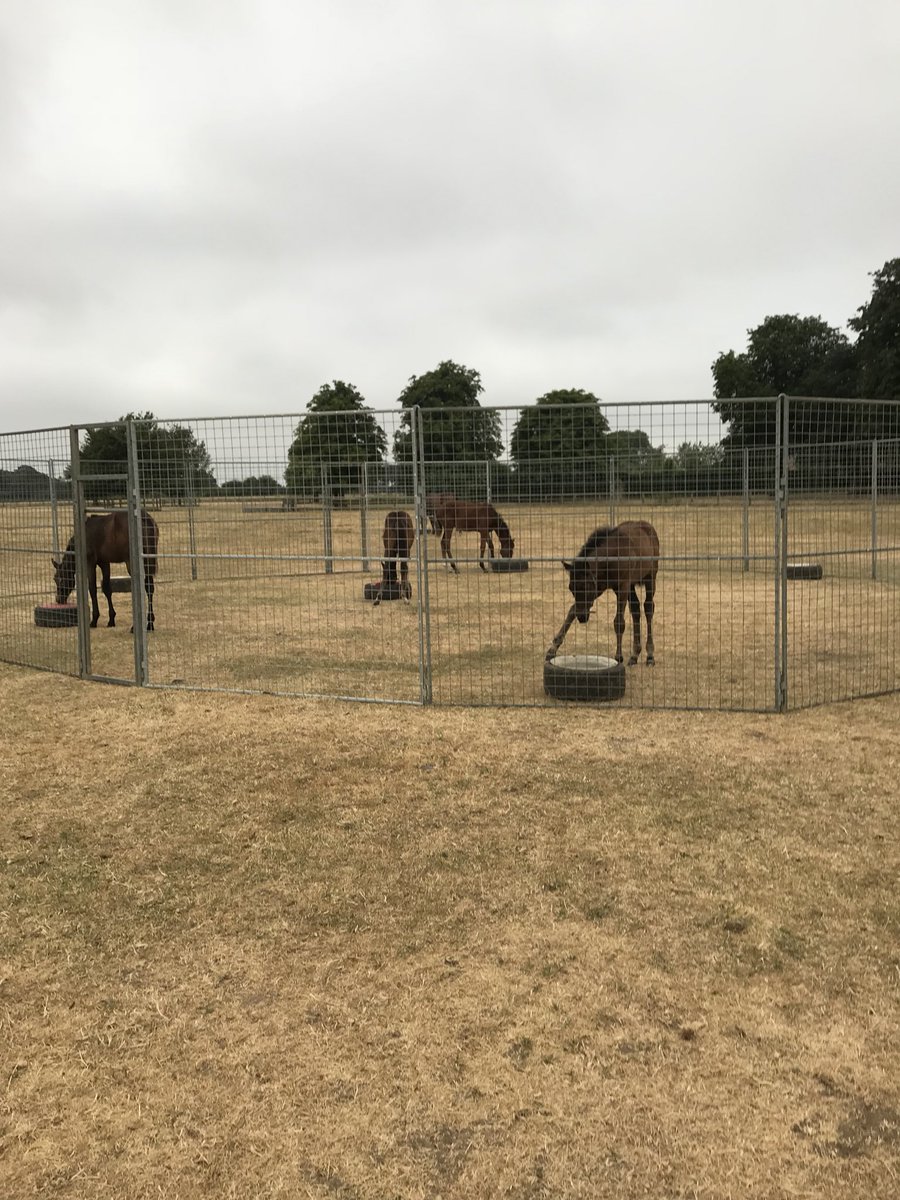 Hilboroughstud's tweet photo. The lack of rain becoming obvious but foals have sussed out how to have a peaceful breakfast #foalsof2018 #growingupeveryday https://t.co/nuVoCA9t5T
