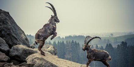 EBBEundFOOD's tweet image. Was haben wir Europäer vor 5000 Jahren gegessen? Mumie #Ötzi gibt Antwort: Forscher fanden im Magen Fleisch von Steinbock + Hirsch, Einkorn (altes Getreide), Moose, Farne - und 50% Fett. Studie: PDF, 34 Seiten tinyurl.com/y7qdcurx ) #paleodiät  #lowcarb #highfat