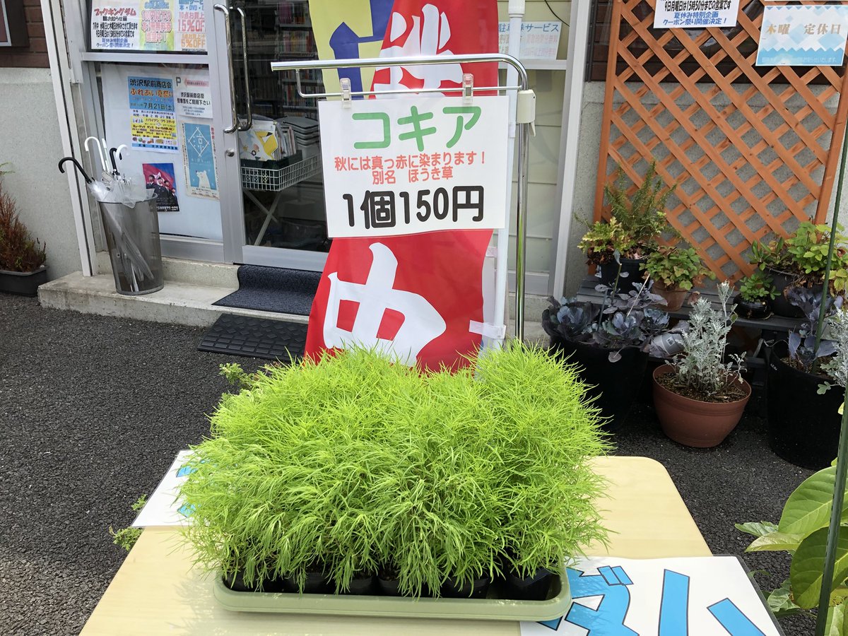 ブックキングダム ブックキングダムの店頭では コキアを販売しております 秋には真っ赤になるコキア をご自宅で育てませんか 1個150円で販売中です 2個同時にお買い上げ頂くと100円引きです ご来店お待ちしております ブックキングダム ブックキングダムの店頭では コキアを販売しております 秋には真っ赤になるコキア をご自宅で育てませんか 1個150円で販売中です 2個同時にお買い上げ頂くと100円引きです ご来店お待ちしております