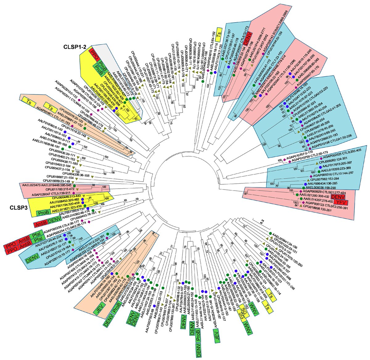 VirusesMDPI's tweet image. #MDPIviruses Zach N. Adelman and Kevin M. Myles recently found 
the C-Type #Lectin domain gene family in #Aedes_aegypti and their role in #Arbovirus infection. Free Frull-Text at: mdpi.com/1999-4915/10/7…