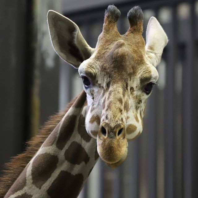 てんくんの、おくちぷくーしすぎでしょう～しゃしん～ (7月10日に撮ったー）
・
・
#円山動物園 #アミメキリン #テンスケ 
#maruyamazoo #somaligiraffe ift.tt/2zyIaPA