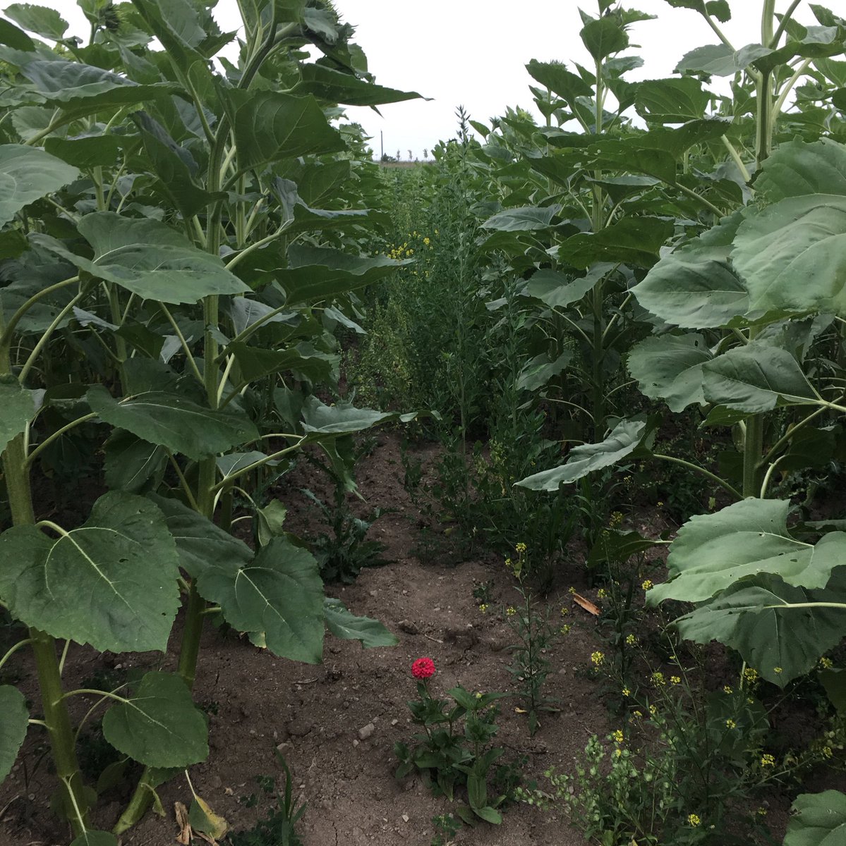 small red zinnia in the middle of a row of big sunflowers