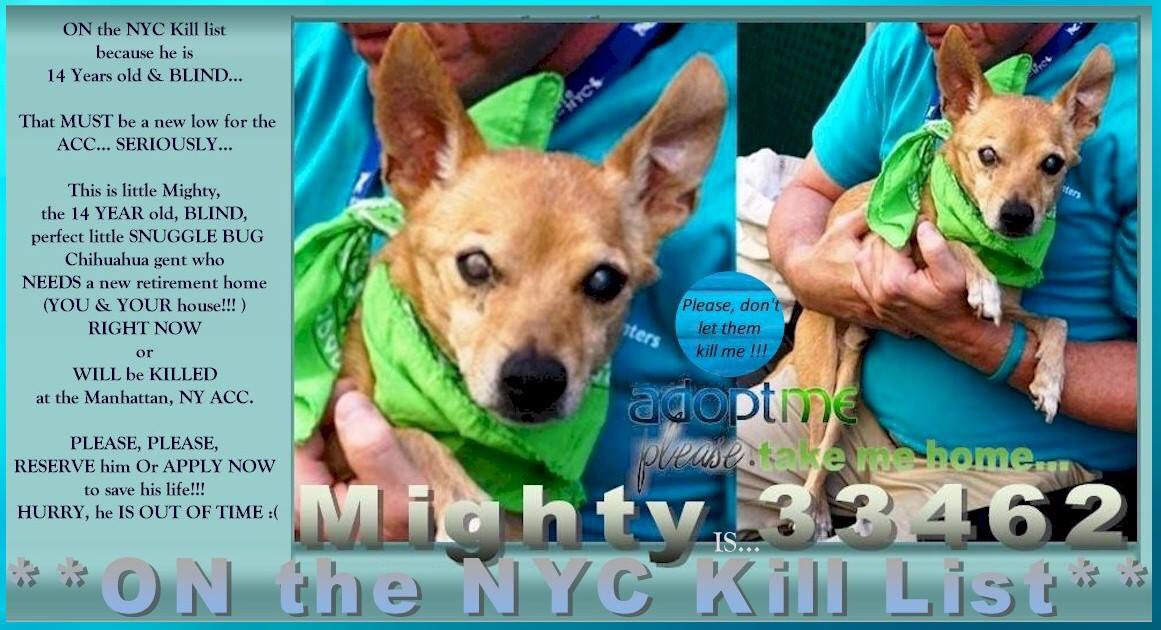 nasrene41's tweet photo. SENIOR #MIGHTY IS A LITTL CHI WHO HAS MEDICAL ISSUES &amp; HOPES FOR A LOVING HOME! PLEASE HELP HIM STAY ALIVE!
 #RESCUEDOGS  #FOREVERHOME  #FOSTER #ADOPT     #CompanionAnimalProtectionAct #GetYourRescueOn  #CHIHUAHUA  #NYCHumaneMovement #SaveMIGHTY
https://t.co/kuYsTycA3j https://t.co/hneSGL1llS