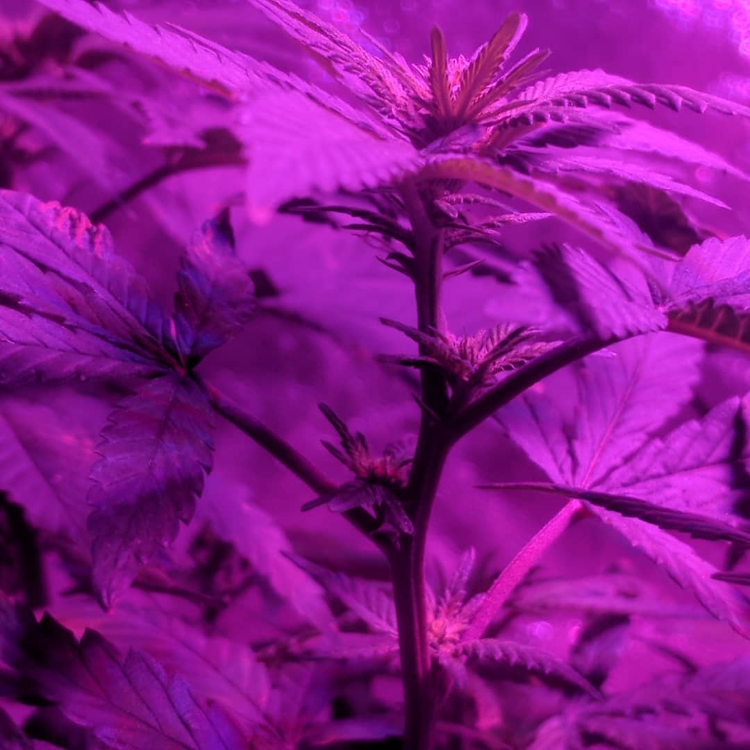 Mispectra's tweet image. cannot wait to see the flower.🤟
bit.ly/2uf8W9U