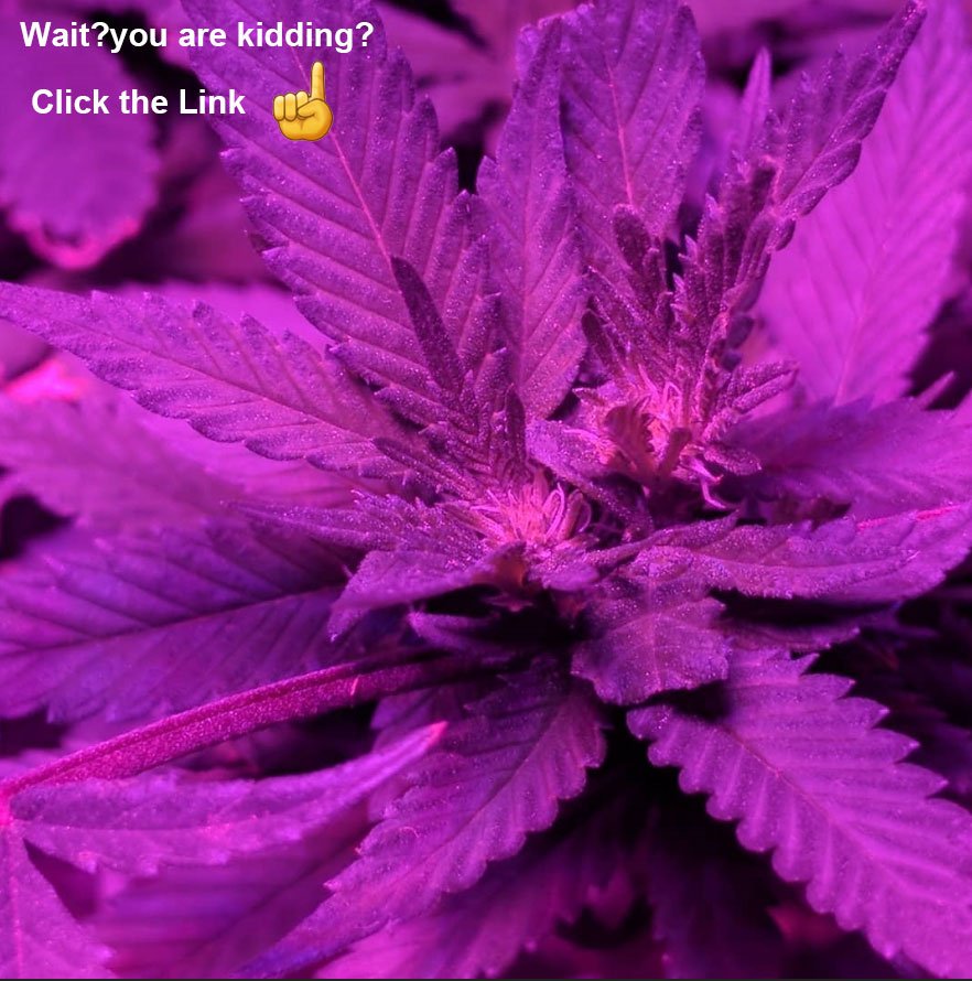 Mispectra's tweet image. cannot wait to see the flower.🤟
bit.ly/2uf8W9U