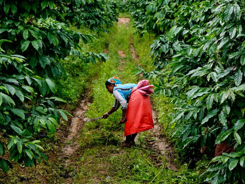 parnashree19's tweet photo. It's all about Coffee &amp; Pepper out here. Had experienced the Worker's Trail at @ebresorts One of the must have experiences whenever you are here at #EvolveBackResorts #Coorg #Karnataka #MyTraveldiary https://t.co/01ogBvihv7
