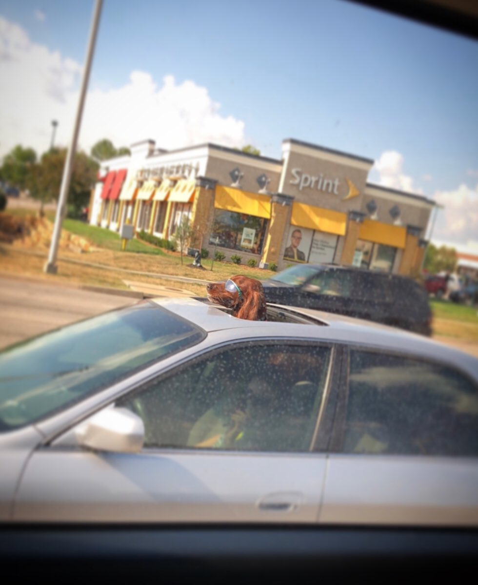 handycappin's tweet photo. Itβs 105 degrees, but your dog is feeling it. #ataredlight https://t.co/jrZ5GpGOum