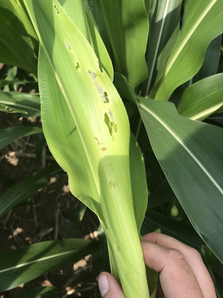 #cornborer has been relatively easy for me to find in conventional corn over the past couple weeks.  Not to thresholds but need to be cognizant of the threat.  Control is simple with traits! #smartstax #doublepro
