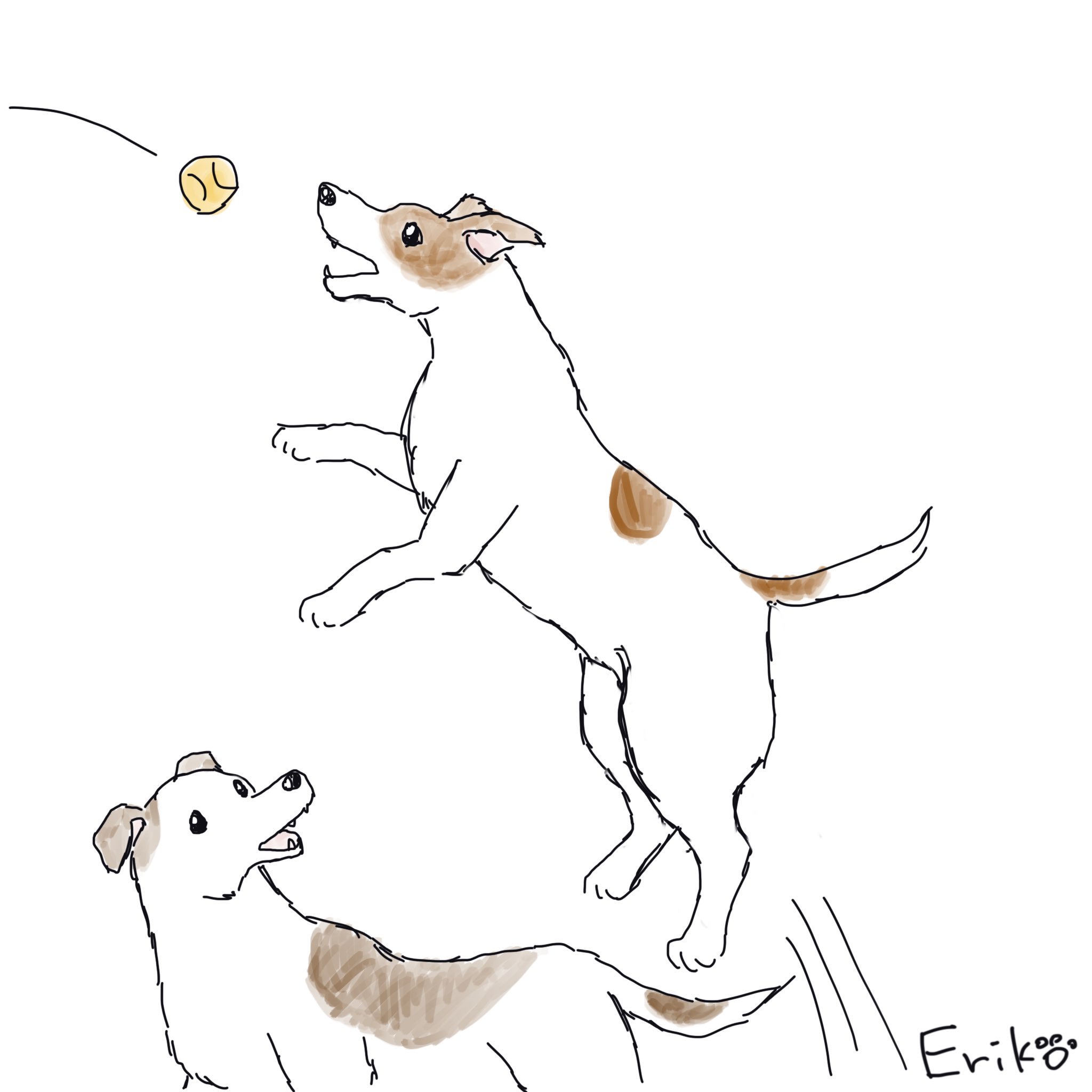 Dog Cat Sketch Op Twitter ジャックラッセルテリア ジャックラッセル テリア ジャック ラッセルテリア いぬ 犬 イラスト 犬イラスト Jackrussellterrier Jackrussell Terrier Jrt Jack Russellterrier Dog Applepencil Procreate Illustration 犬