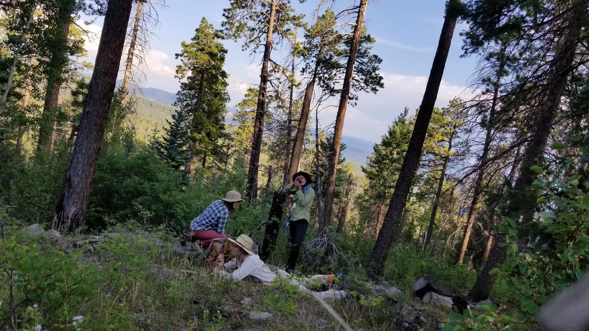JulieKorb's tweet photo. My Fort Lewis College botany field crew having fun while collecting year 10 post forest restoration treatment data in warm-dry mixed conifer, Southwest Colorado. #forestrestoration #fireresearch @FLCDurango https://t.co/f2z13NSSeD