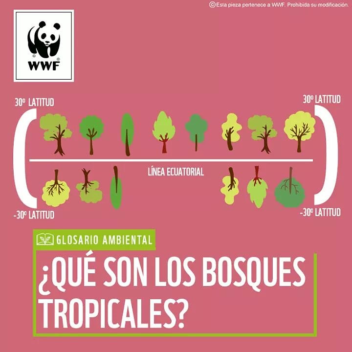 ProyectoREDDGJS's tweet photo. ¿#SabíasQue los bosques tropicales  🌳🌲🌳 se encuentran en países de América del Sur, África y el sudoeste de Asia? 

Aprende qué son y cuál es su importancia en esta nueva edición del #GlosarioAmbiental ➡ https://t.co/BlgCUUDabg https://t.co/N0GexTY2SW