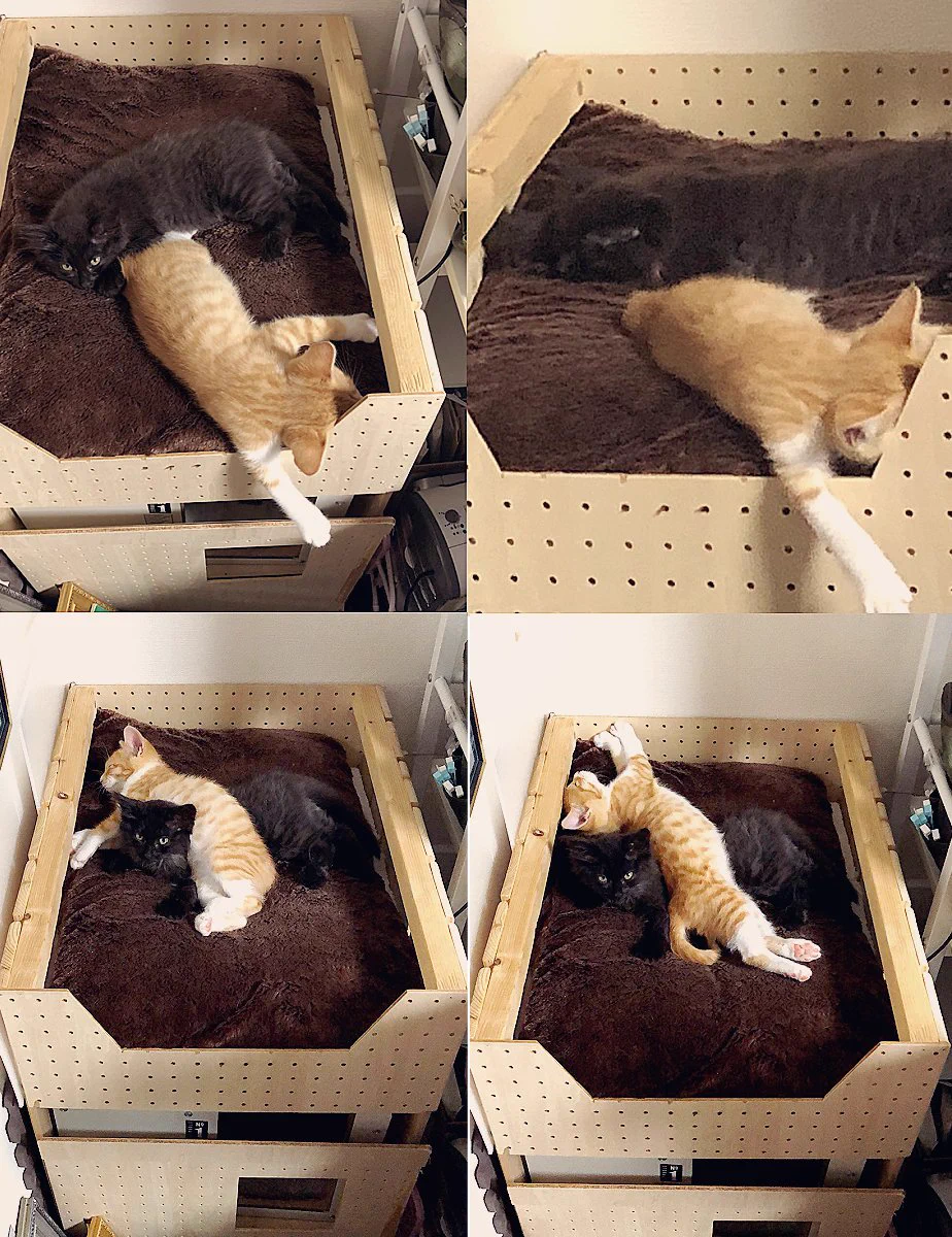 自由すぎる茶トラちゃんw悪すぎる寝相に巻き込まれるクロネコちゃんwww
