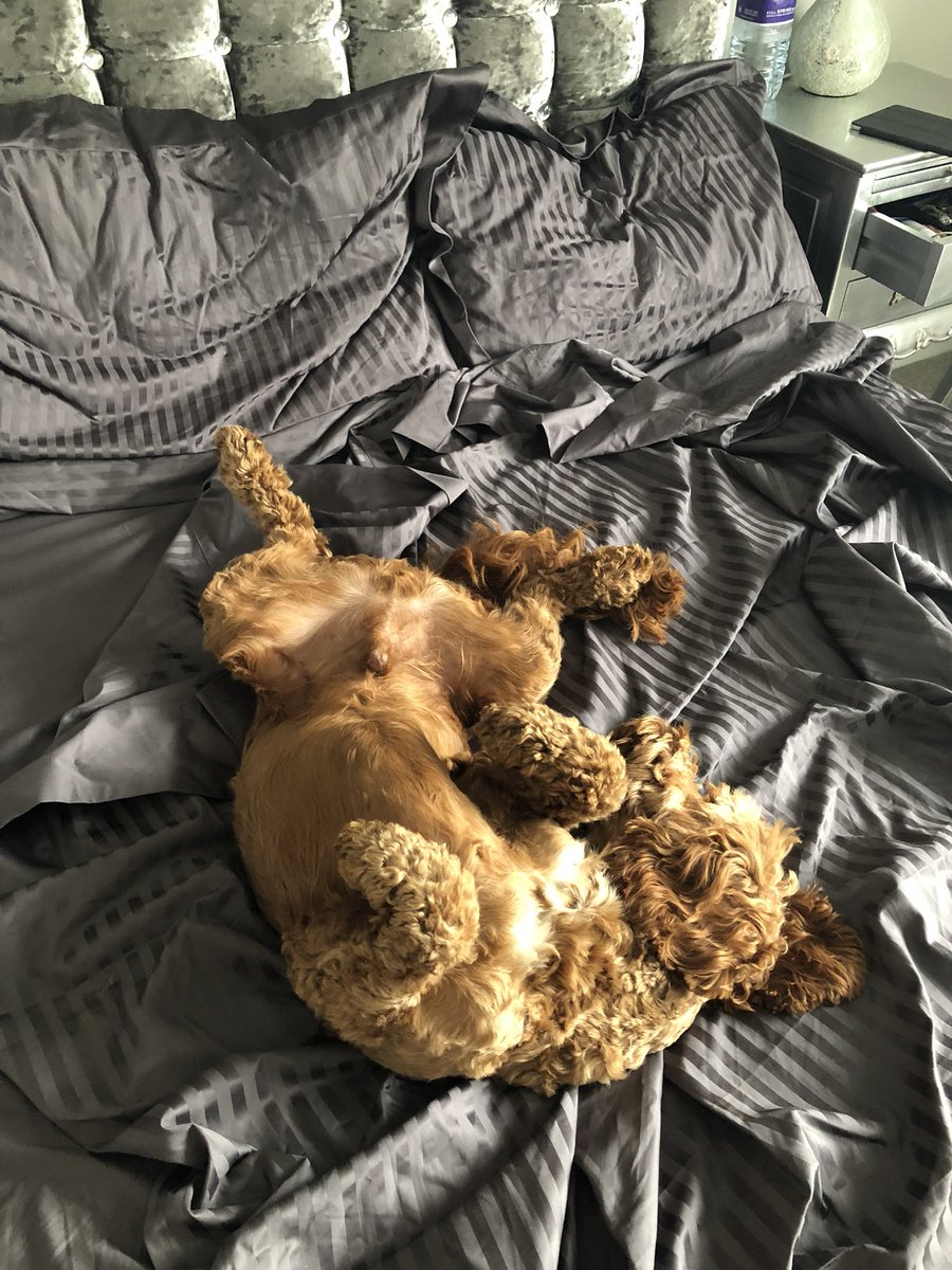 LuckyCockapoo's tweet image. That feeling when the uprights finally vacate your bed so you can have a good snooze 🛏 💤