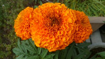 マリーゴールドを種から育てるには 種まきや植え替えなど気になるポイントを解説 暮らし の