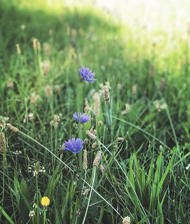 Happy Sunday✨

#heart_imprint #renegade_rural  #trb_rural #splendid_outskirts #picturetokeep_rural #rsa_rural_ #everything_home_front #country_stilllife #raw_country #ig_countryside #kindlecuriosity #folkandstory #flowersgivemepower #daysofsmallthing… ift.tt/2Ko6vwD