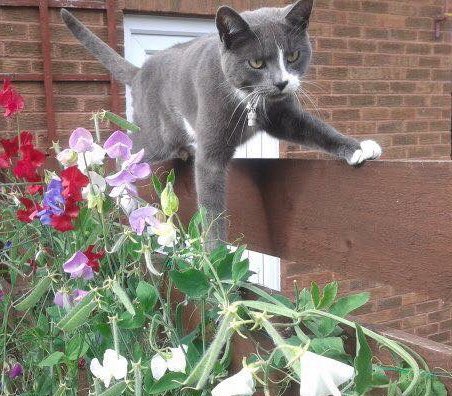 MumPlaysYT14's tweet photo. **PLEASE REWTEET** MISSING FROM #SCALEHALL, #LANCASTER.
Last seen on 26th June
He has a long term skin condition that requires regular treatment. We really need him  to come home.
#findkaiden #missingcat #missing #cat #Morecambe #LOST #lostcat #Lancashire #neutered #male #RT https://t.co/3Bd9NM4vn6